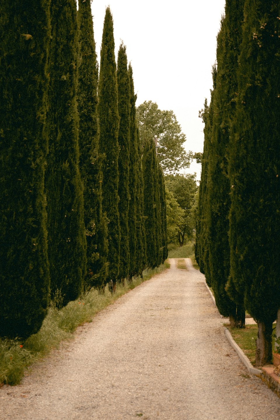 Gravel driveway lined with tall cypress trees leading into a green forest.